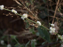 Image of sessile joyweed