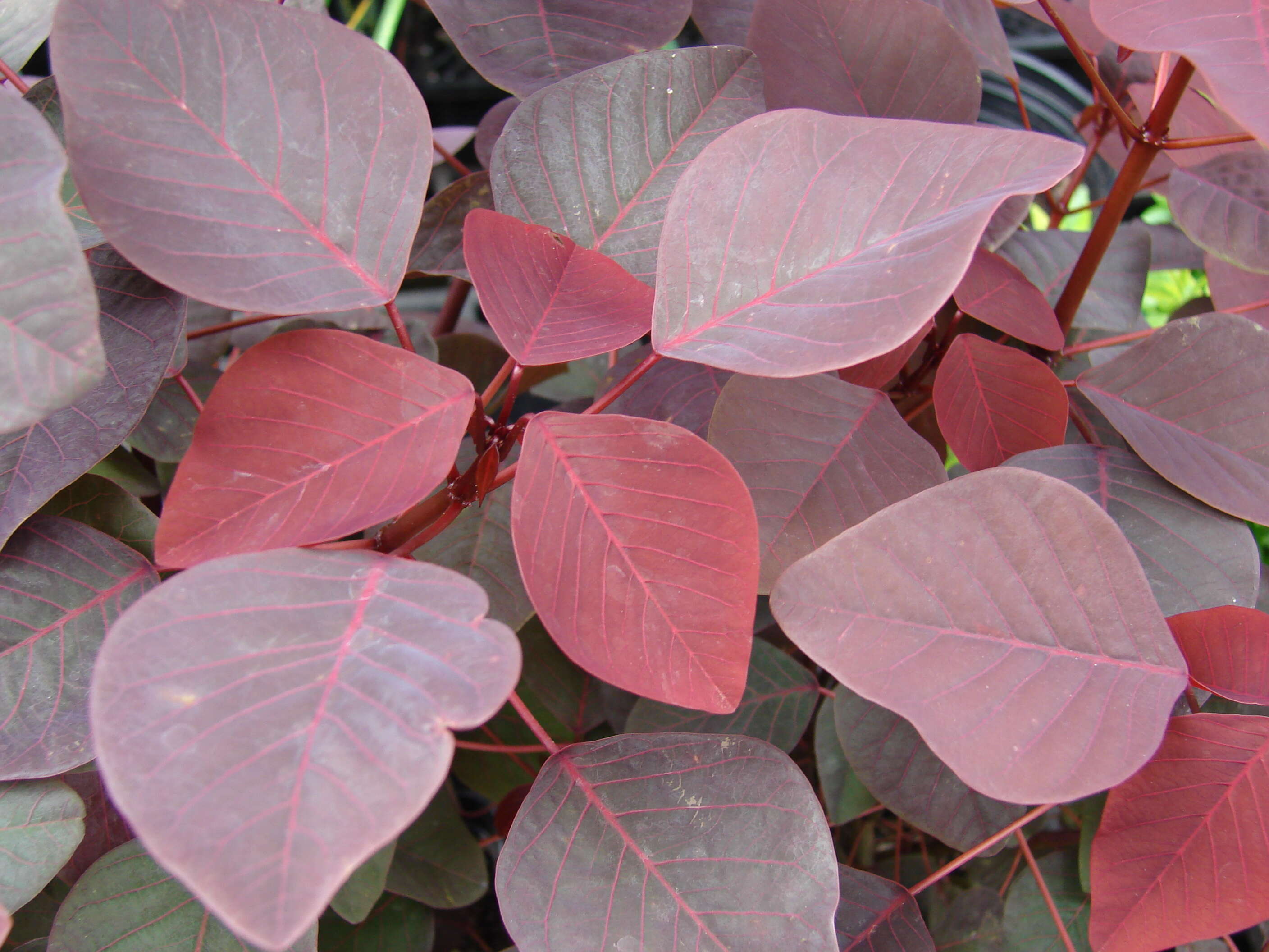 Image of Mexican shrubby spurge