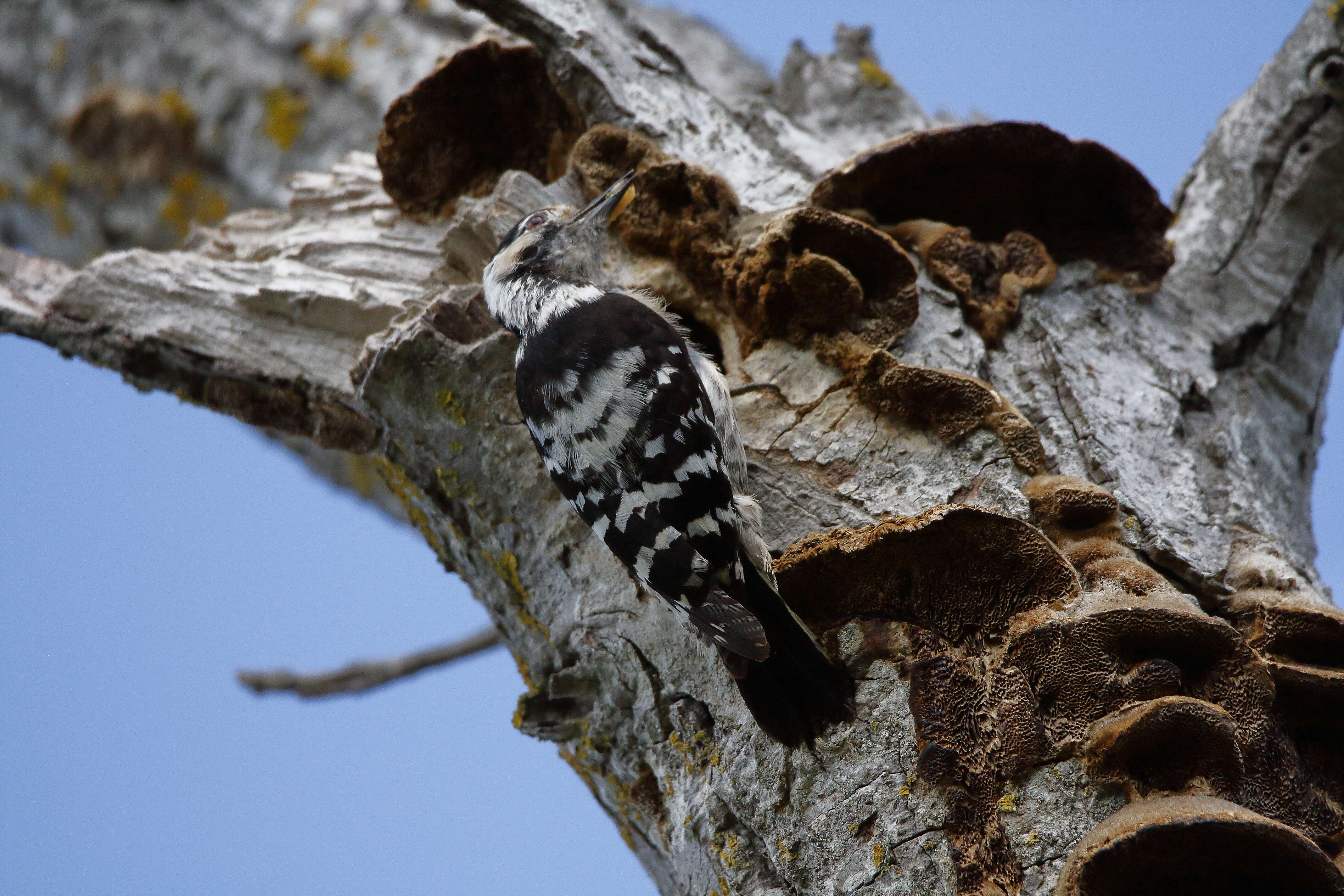 Image of Lesser Spotted Woodpecker