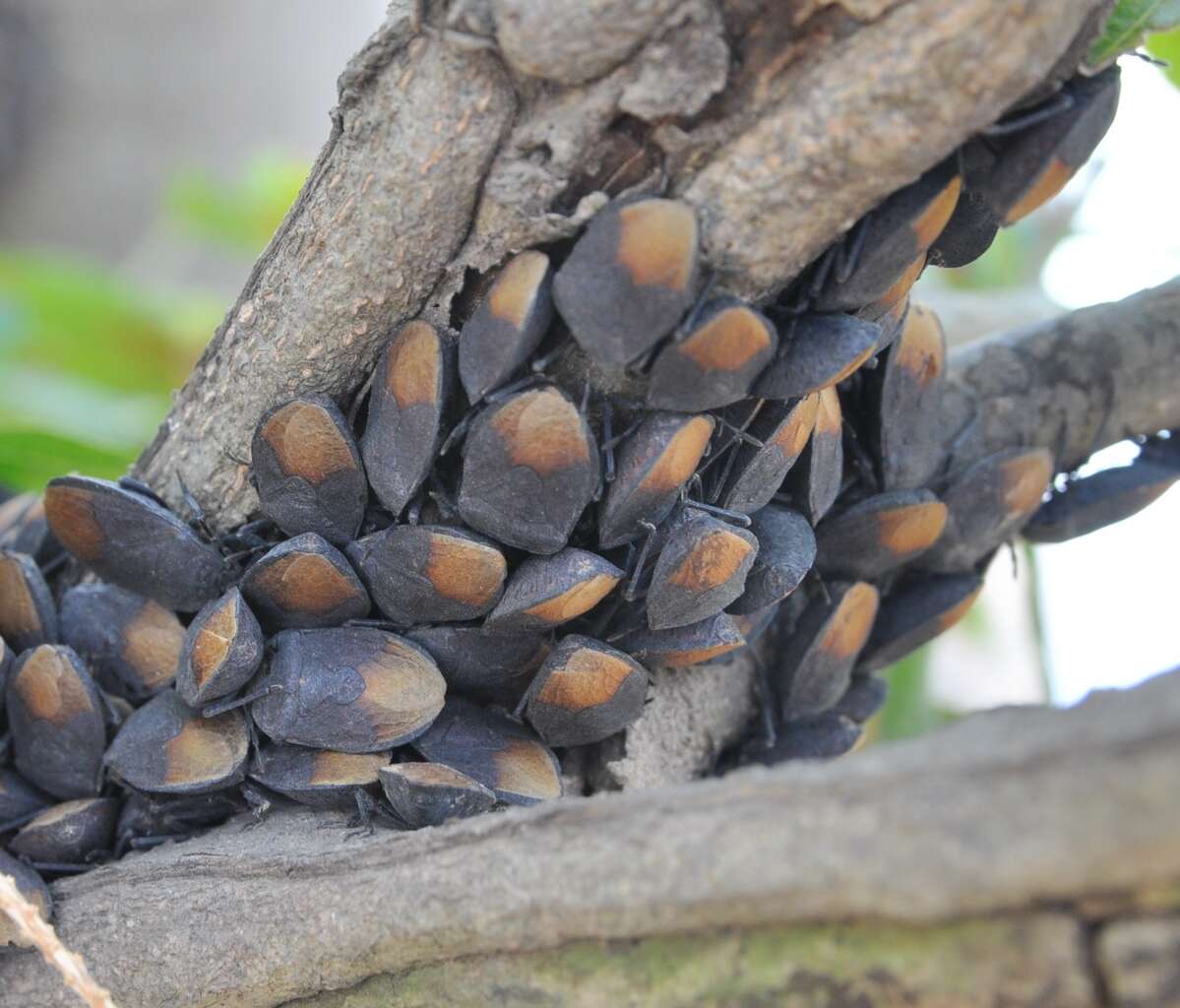 Cyclopelta siccifolia (Westwood 1837)的圖片