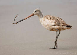 Image of Marbled Godwit