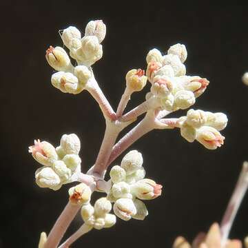 Image of Crassula deceptor Schönl. & Baker fil.