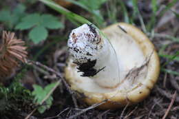 Image of Stinking Russula