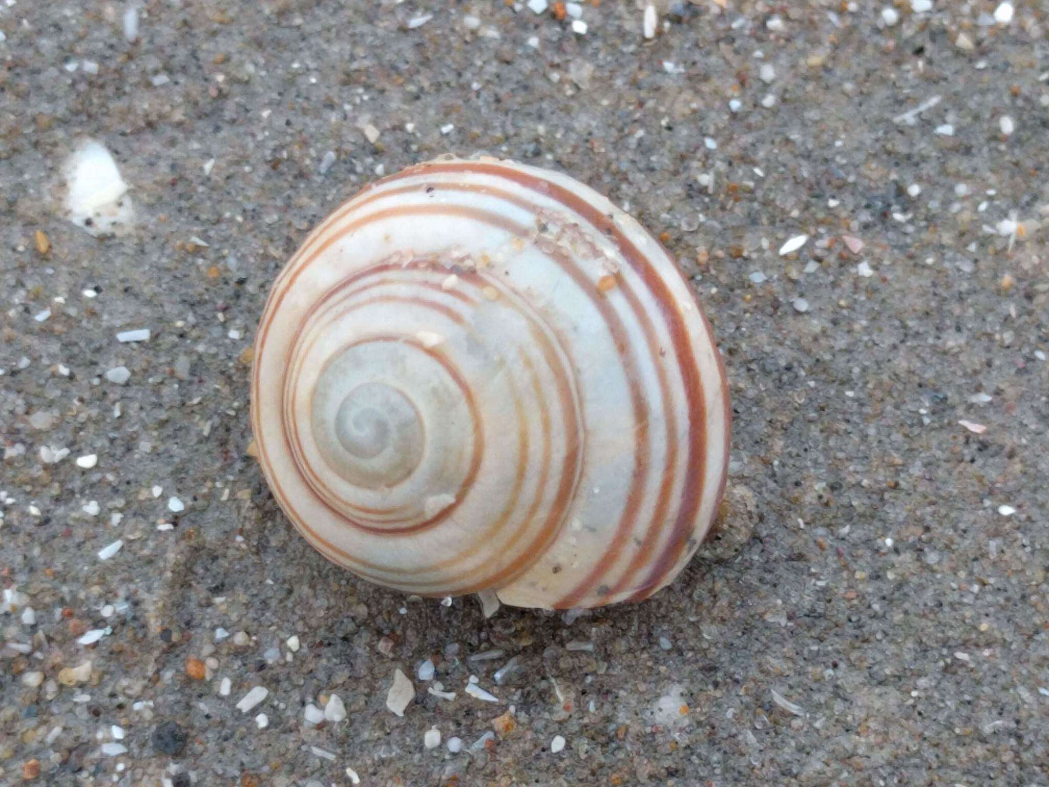 Image of Brown Lipped Snail