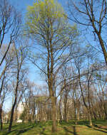 Image of Norway Maple