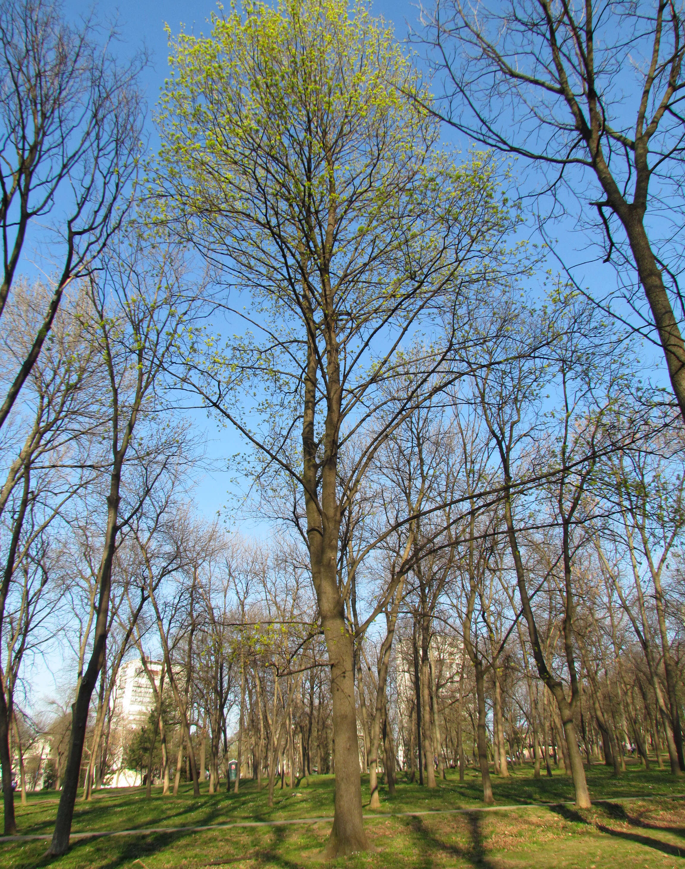 Image of Norway Maple