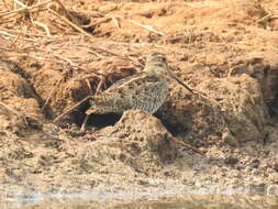 Image of Pin-tailed Snipe