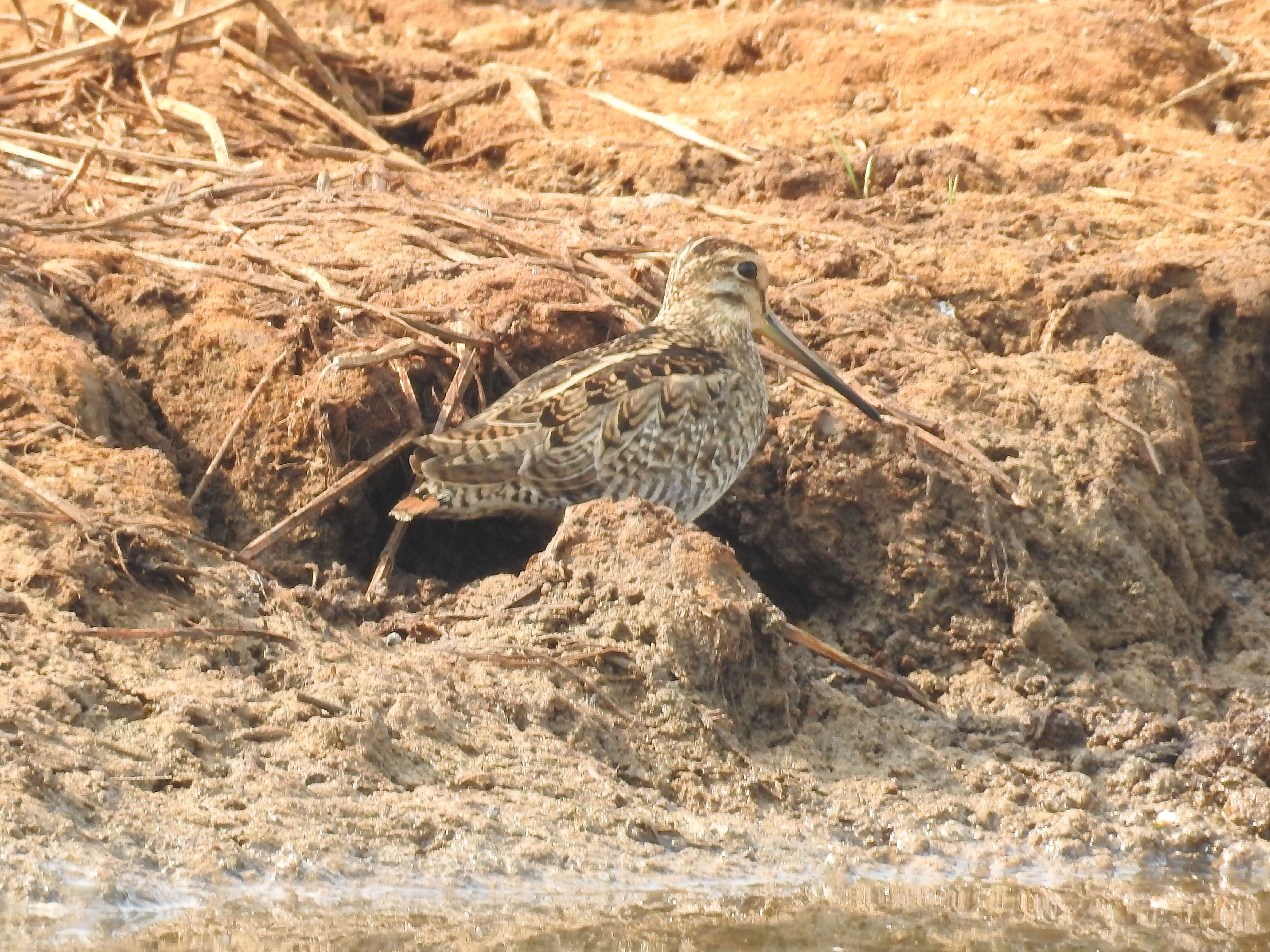 Image of Pin-tailed Snipe