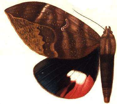 Image of Phyllodes verhuelli Vollenhoven 1857