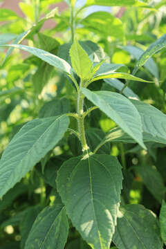 Image of Pale-Leaf Woodland Sunflower