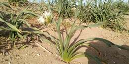 Imagem de Pancratium maritimum L.