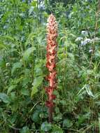 Imagem de Orobanche reticulata Wallr.