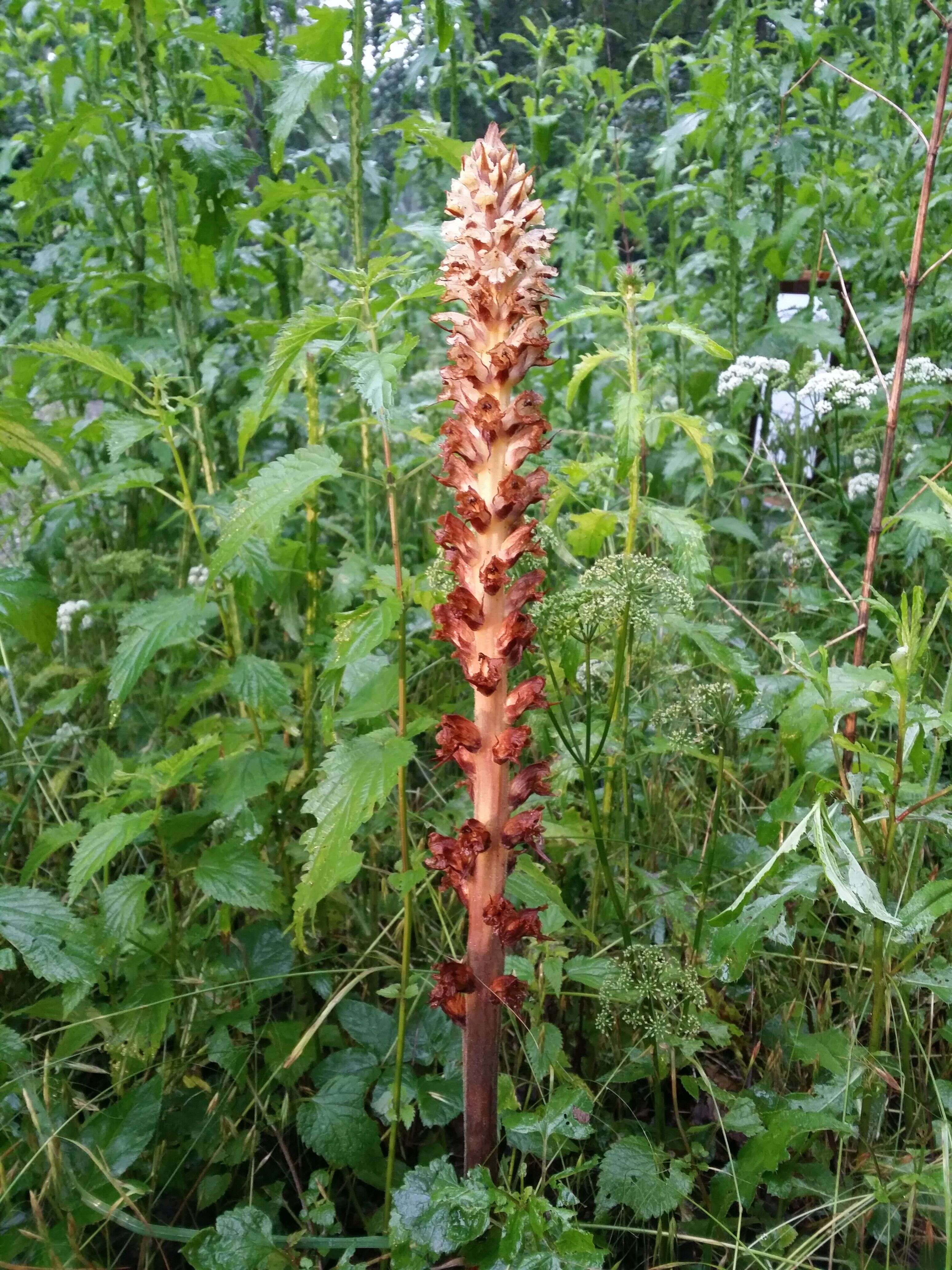 Imagem de Orobanche reticulata Wallr.