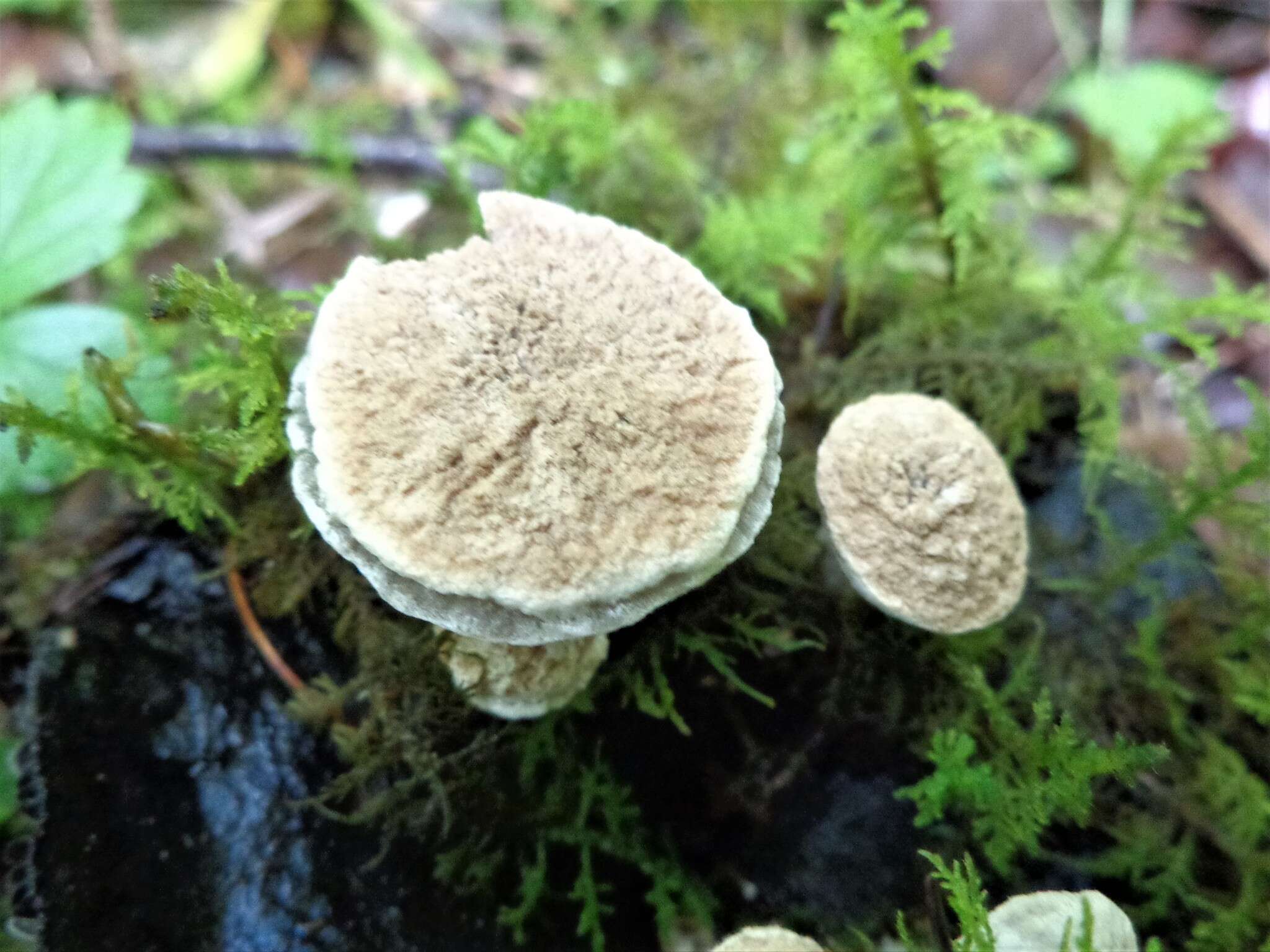 Image of Powdery Piggyback mushroom