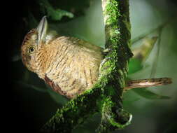 Image of Barred Puffbird