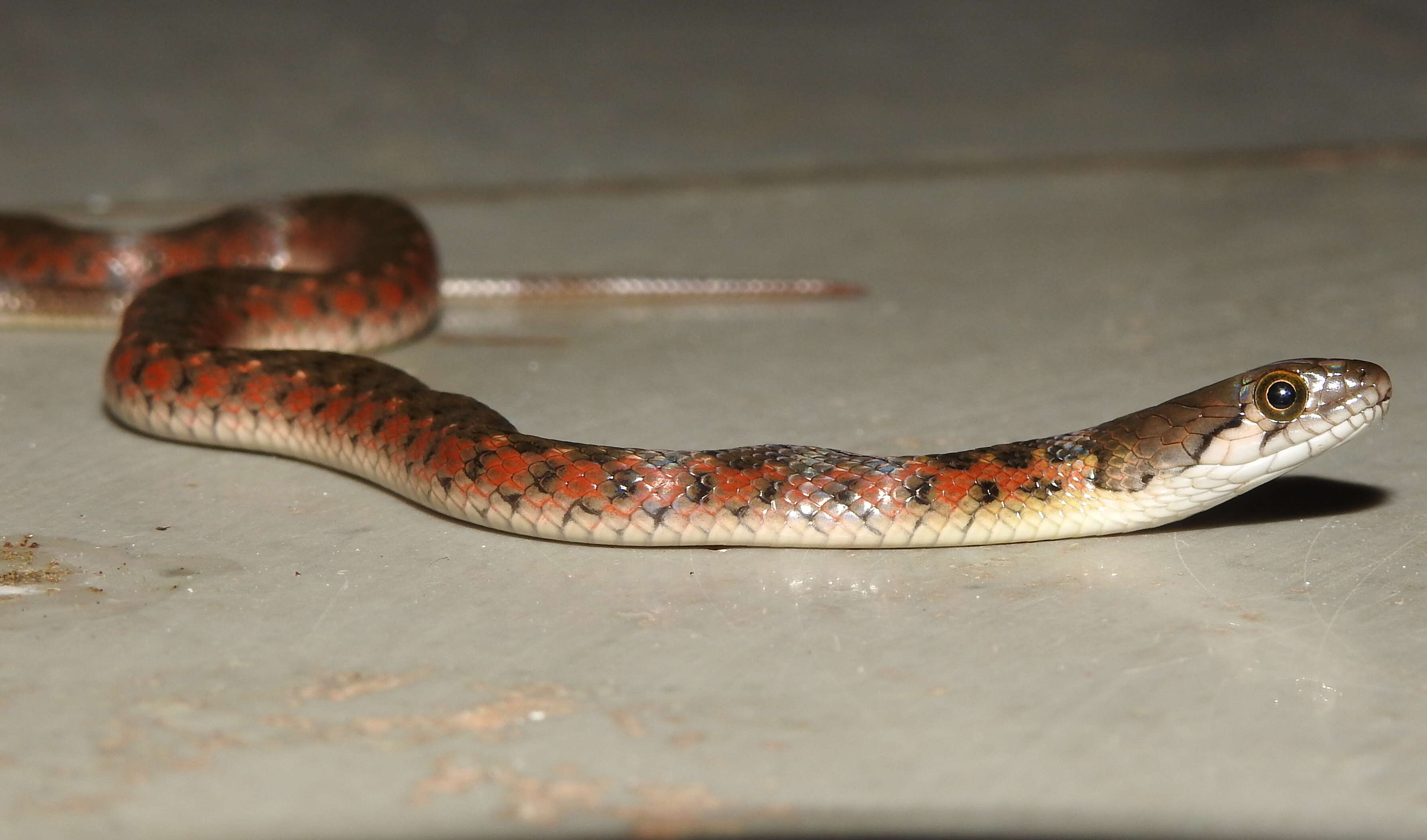 Image of Checkered Keelback Snake