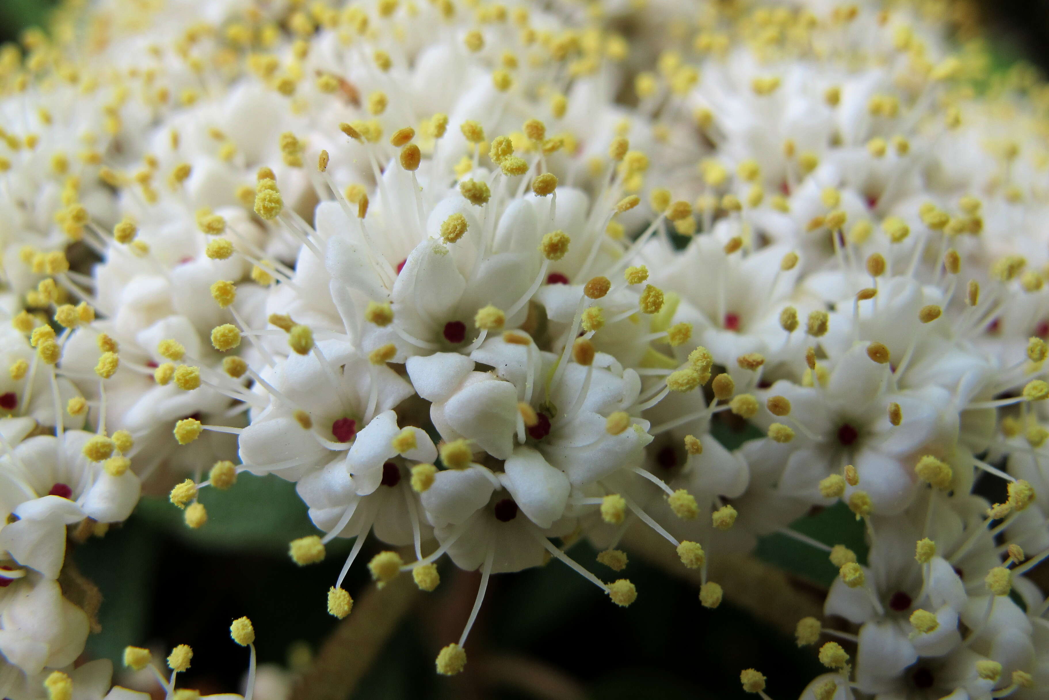 Plancia ëd Viburnum rhytidophyllum Hemsl. ex Forb. & Hemsl.