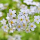 Image of Myosotis abyssinica Boiss. & Reut.