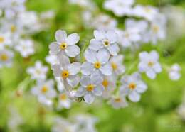 Image of Myosotis abyssinica Boiss. & Reut.