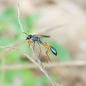 Image de Ammophila W. Kirby 1798