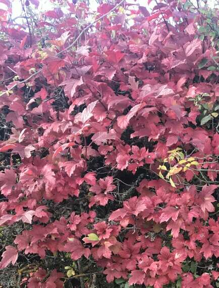 Image of Cranberry-tree