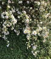 Image of hairy white oldfield aster