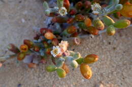 Image of Tetraena alba (L. fil.) Beier & Thulin