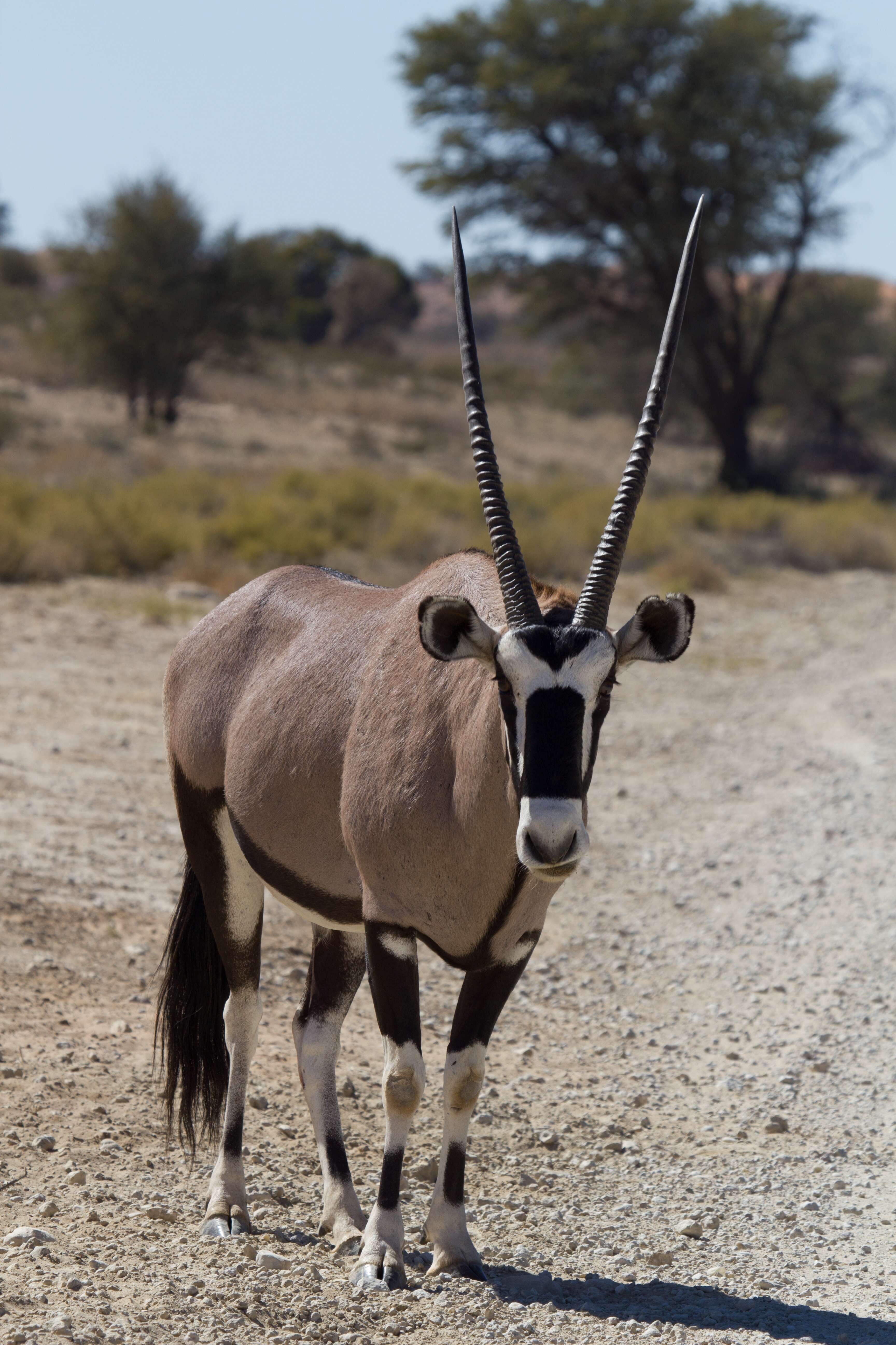 Image of Gemsbok