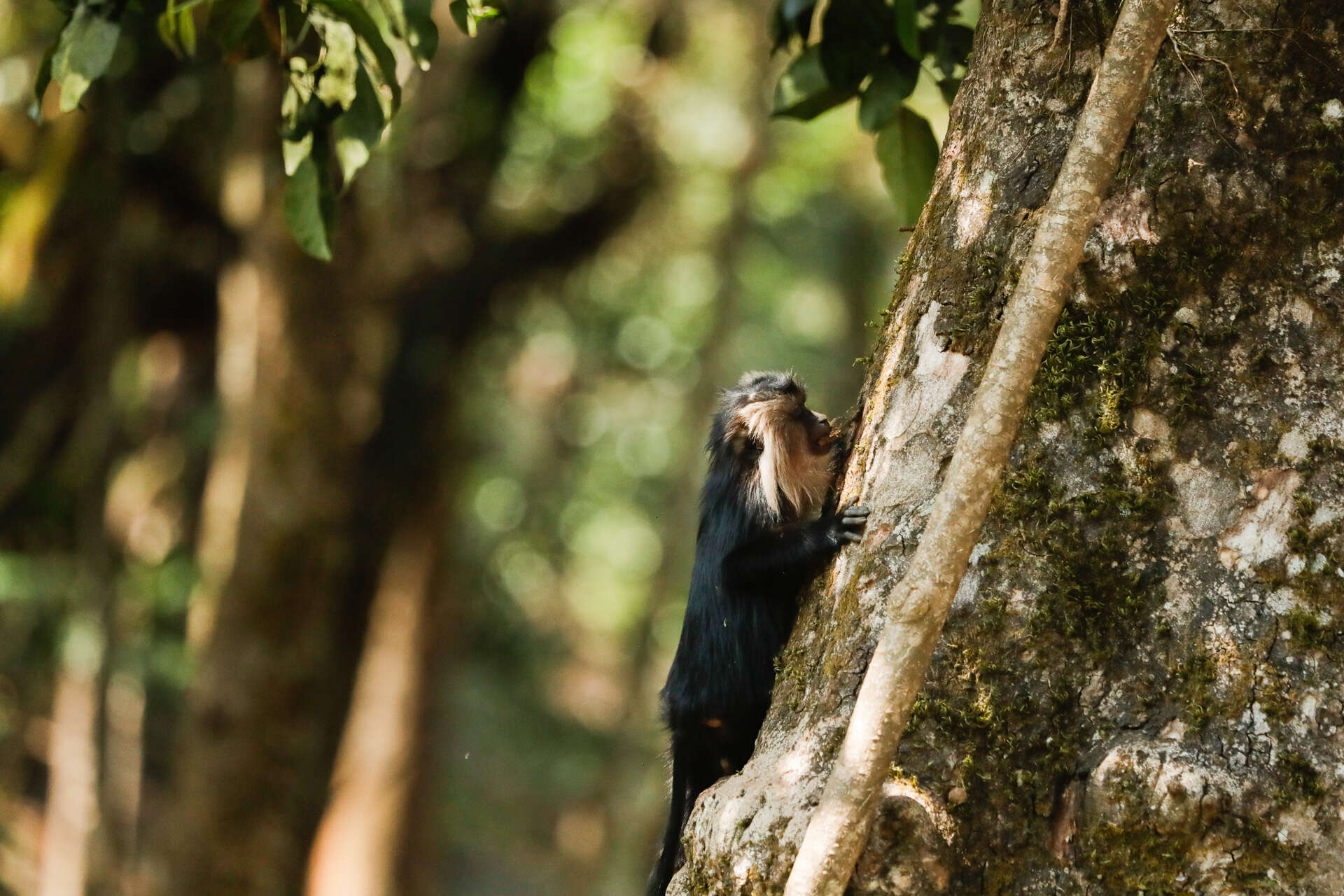 Image of Lion-tailed Macaque