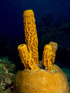 Image of Yellow tube sponge