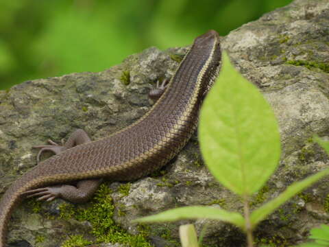 Image of Eutropis Fitzinger 1843