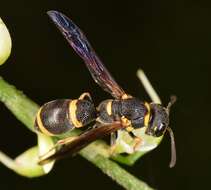 Image of Parancistrocerus