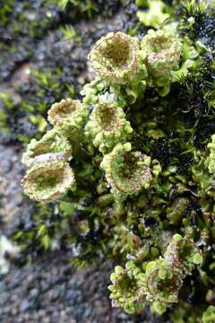 Image of cup lichen
