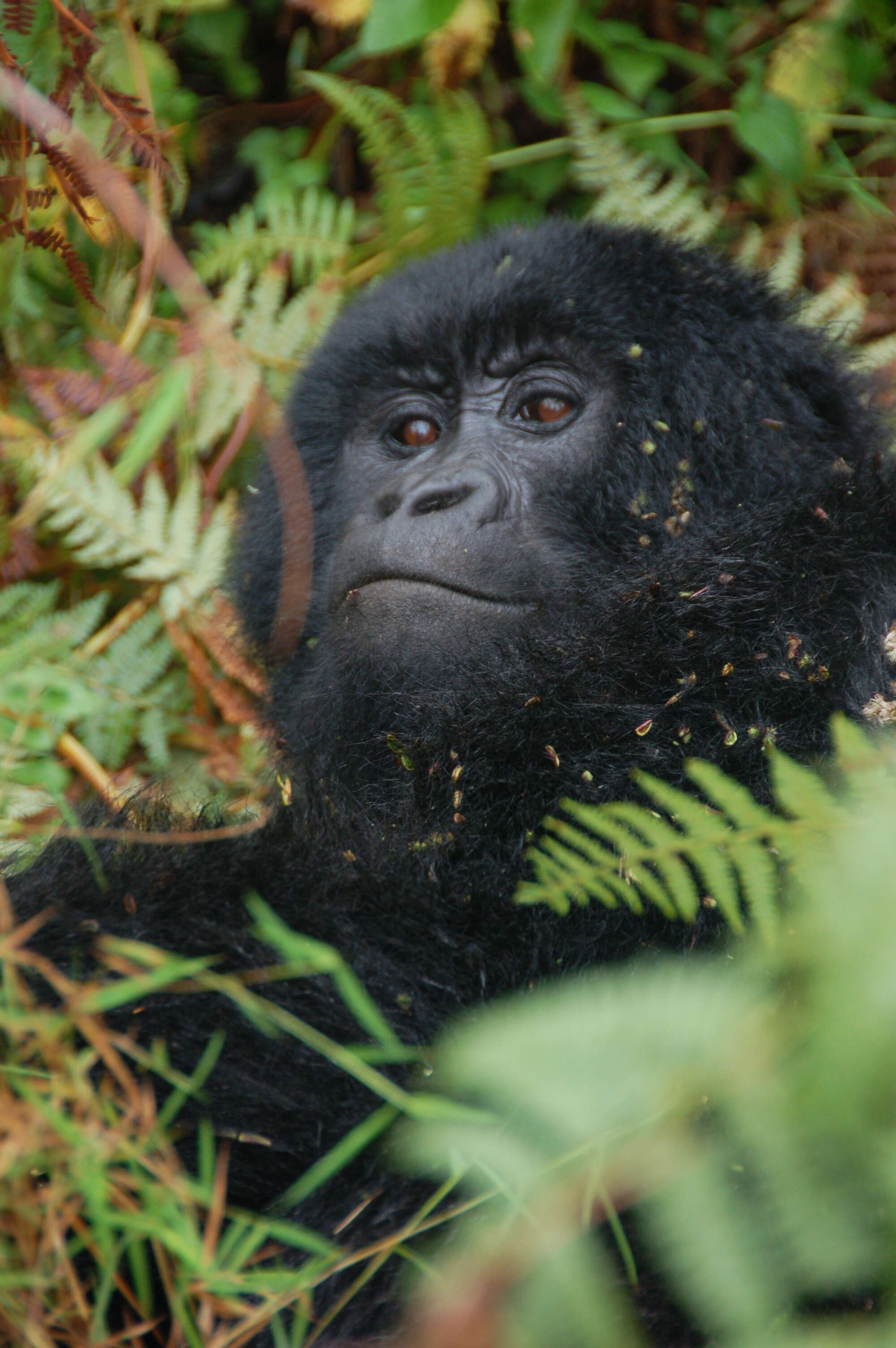 Image of Mountain Gorilla