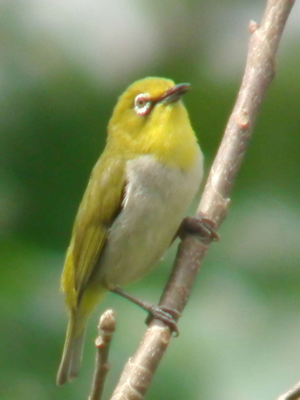 Image of Japanese White-eye