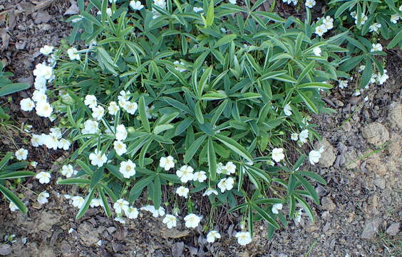 Imagem de Potentilla alba L.