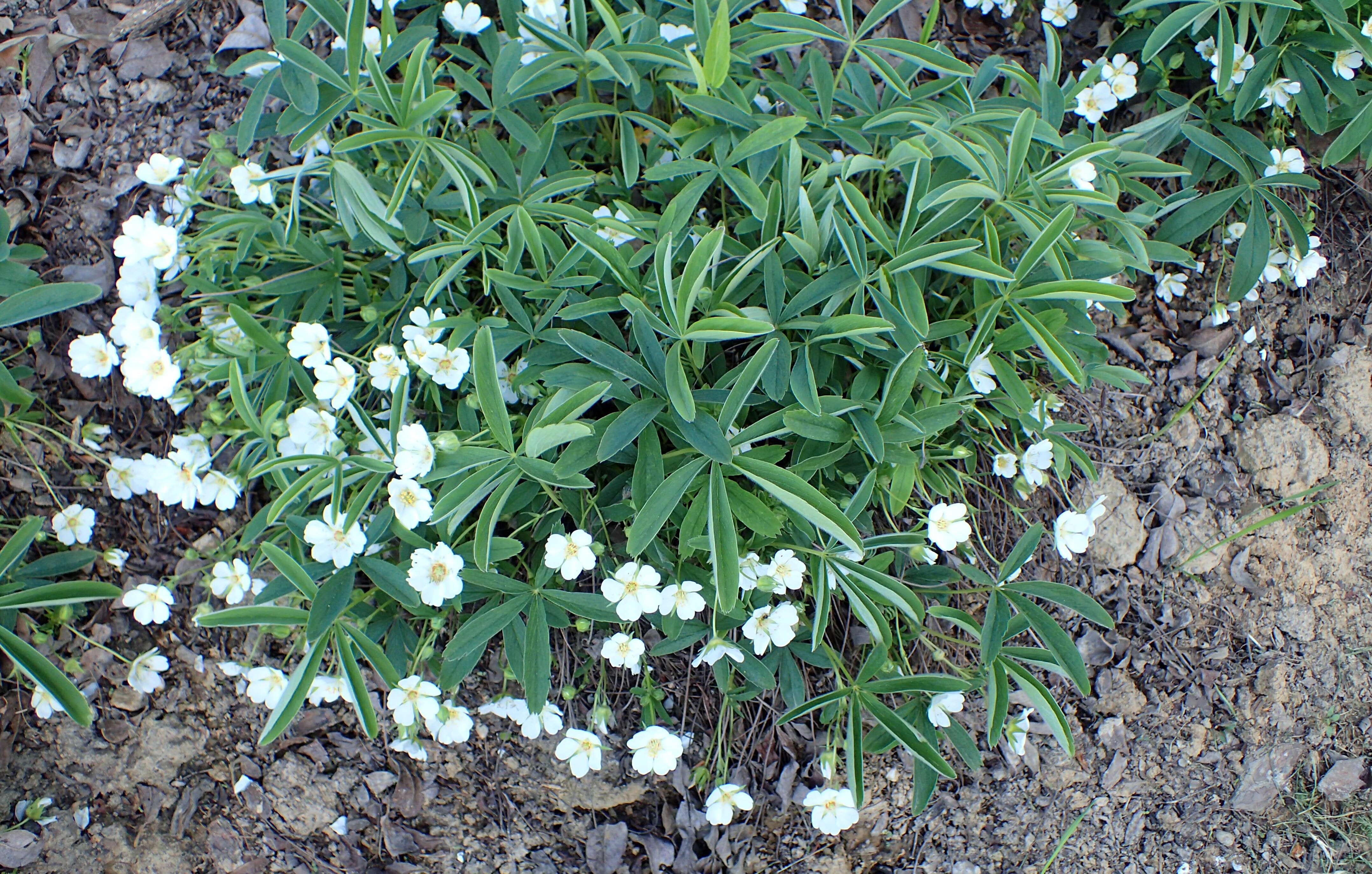 Image of White Cinquefoil