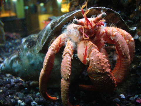 Image of Common hermit crab