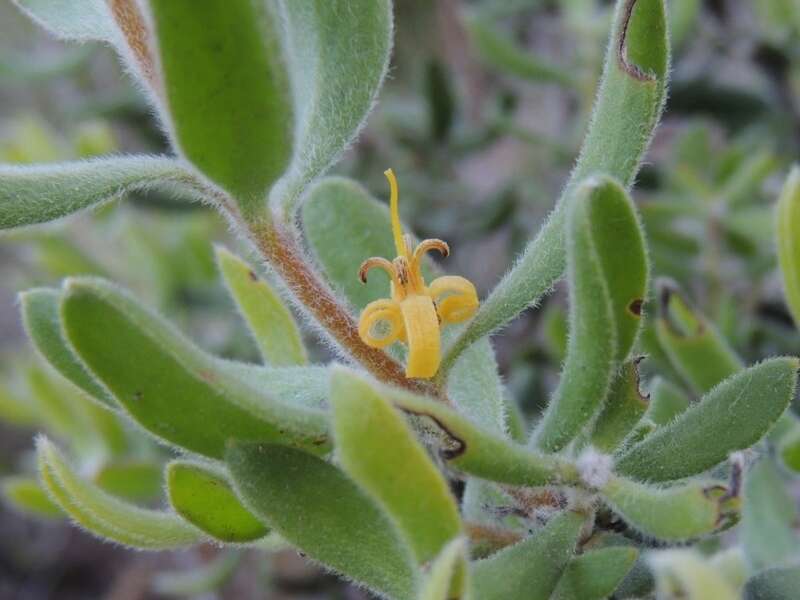 Plancia ëd Persoonia rigida R. Br.