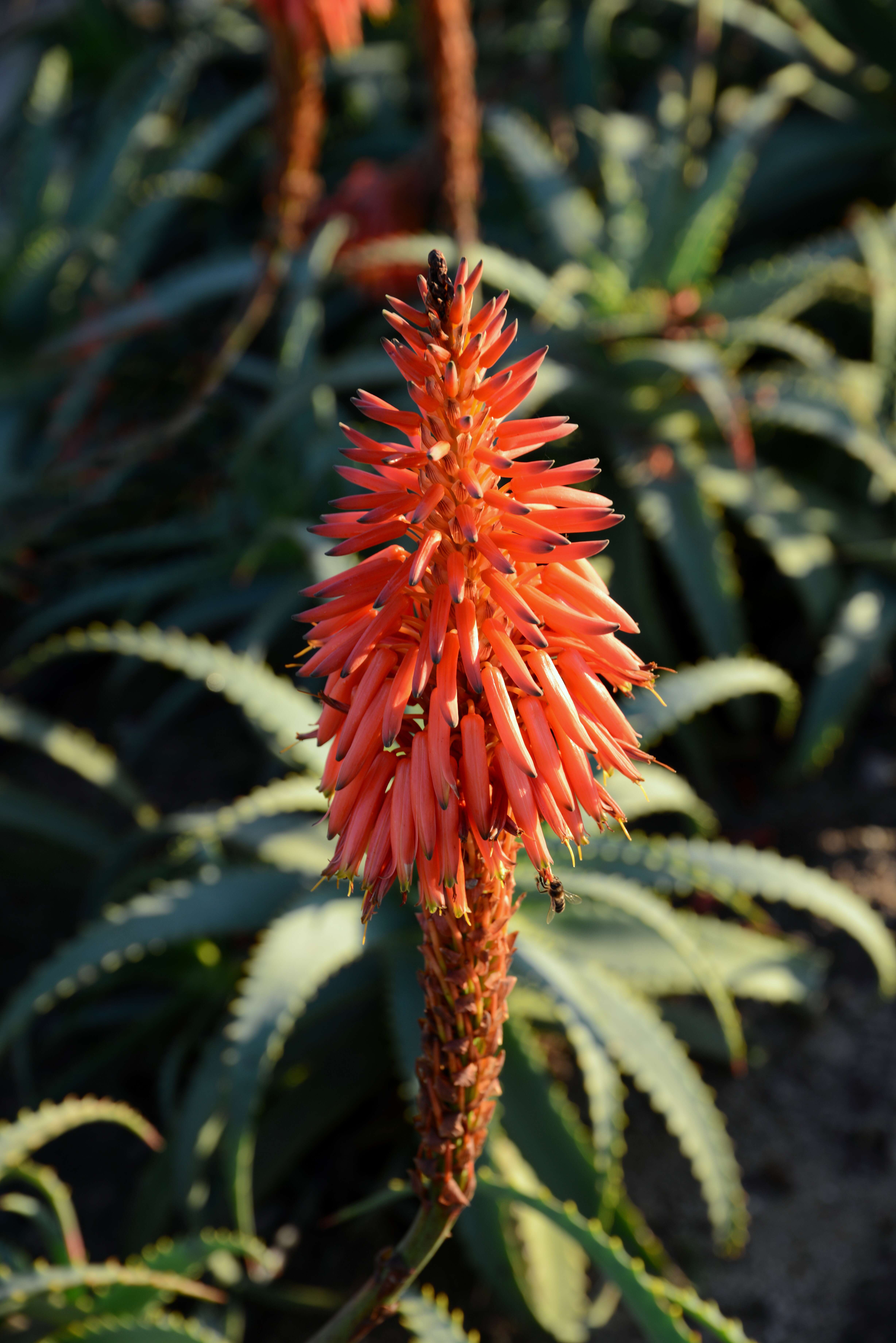 Image of candelabra aloe