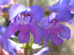 Image of blue penstemon