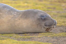 Image of South Atlantic Elephant-seal