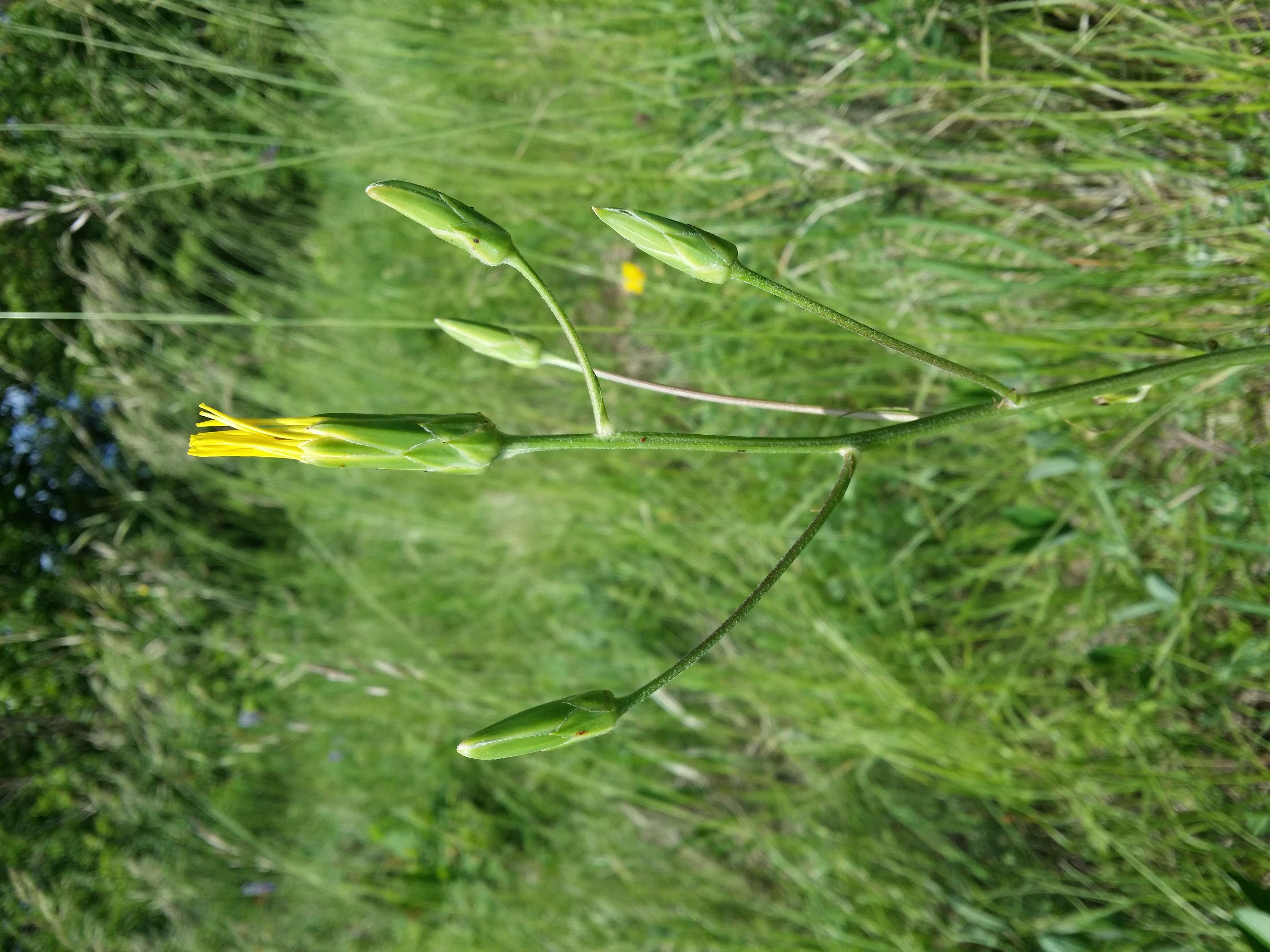 Image of black salsify