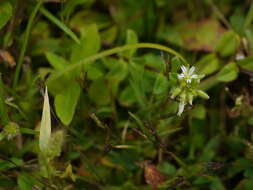 Image of sticky chickweed