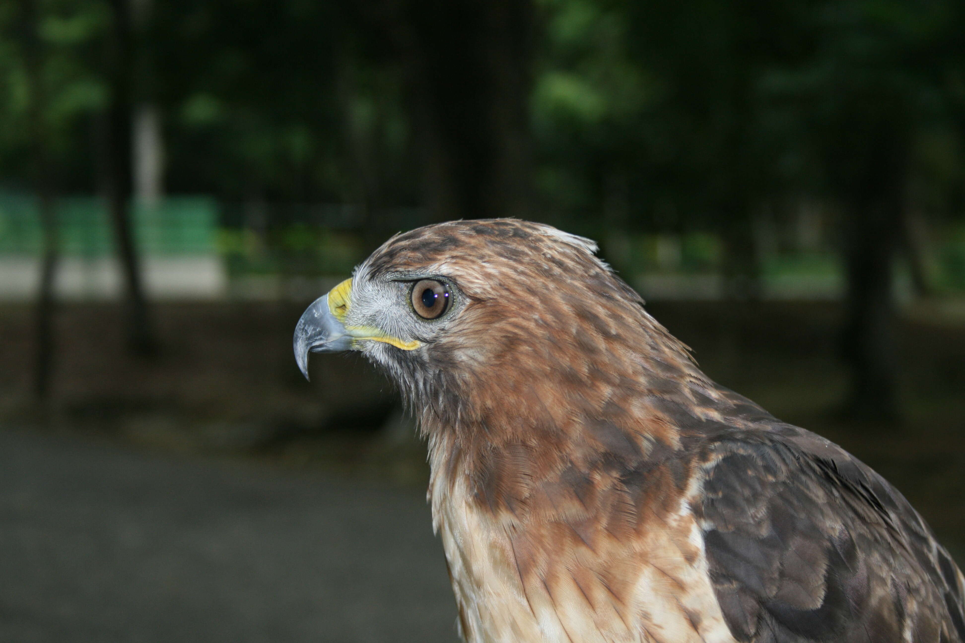 Image of Buteo jamaicensis jamaicensis (Gmelin & JF 1788)