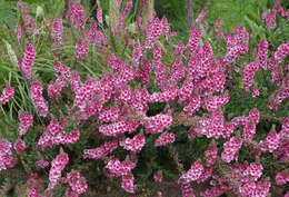 Image of Diascia rigescens E. Mey. ex Benth.