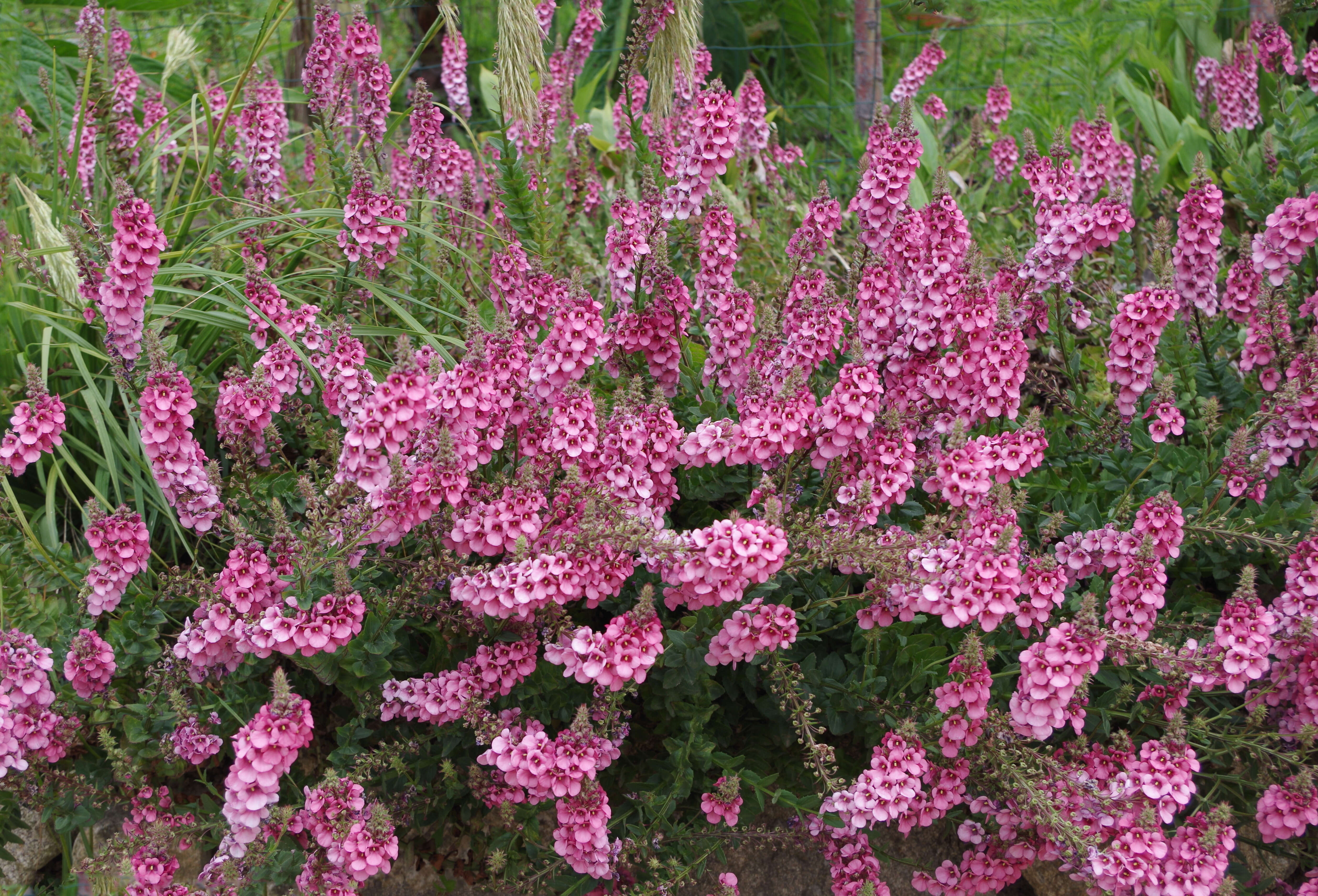 Image of Diascia rigescens E. Mey. ex Benth.