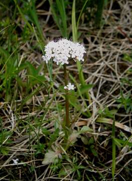 Image of marsh valerian