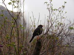 Image of Glossy-black Thrush