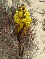 Image of Cistanche phelypaea